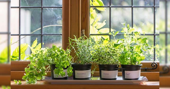 Set Up a Mini Herb Garden