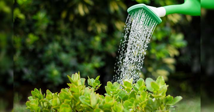 Set Up a Mini Herb Garden